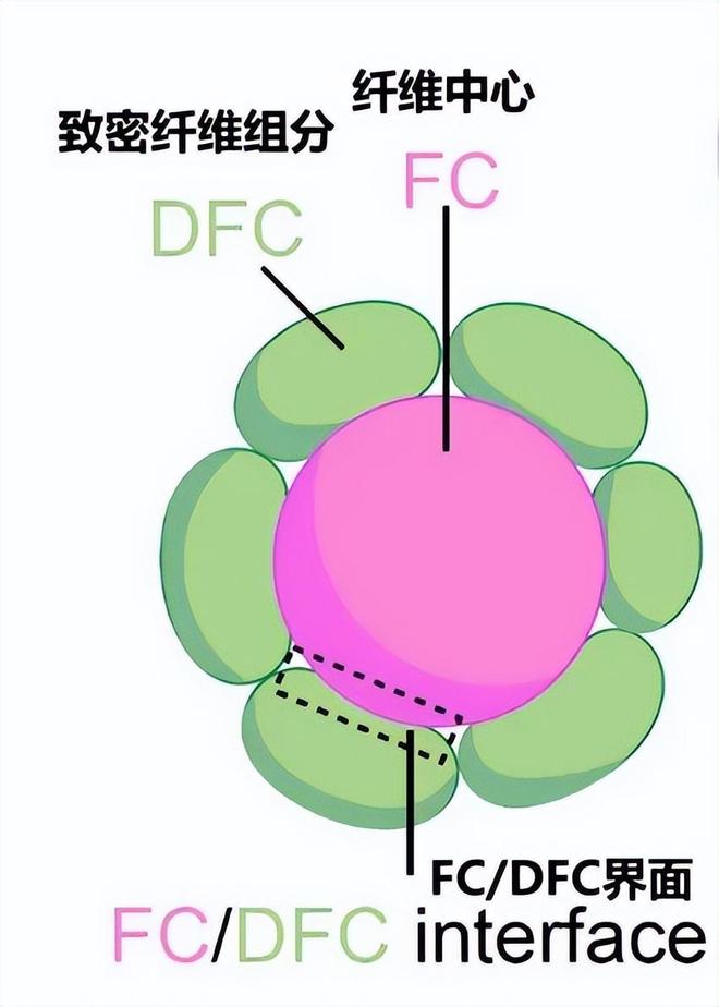 科学家在细胞中拍到的照片，竟然跟黑洞极为相似！难道……