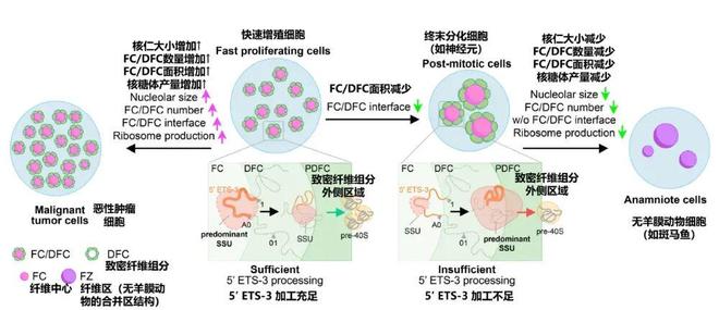 科学家在细胞中拍到的照片，竟然跟黑洞极为相似！难道……