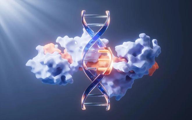 新研究：心脏与肾脏早衰者，衰老更快、寿命更短！