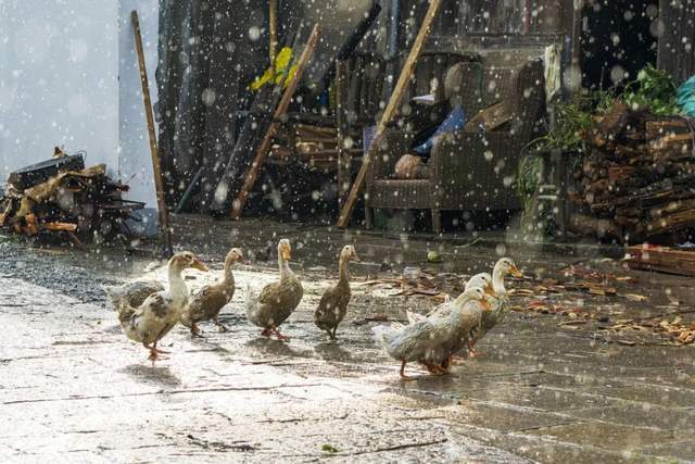 为什么下雨时鸭子一动不动？真相揭秘
