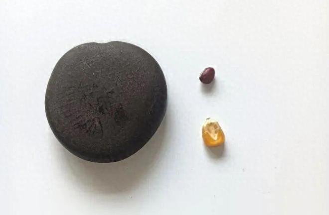 谁在操控种子大小？科学家揭开基因密码