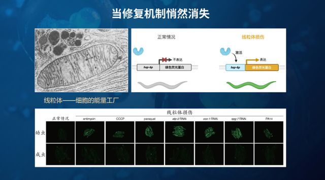 从线虫发现抗衰老新机制
