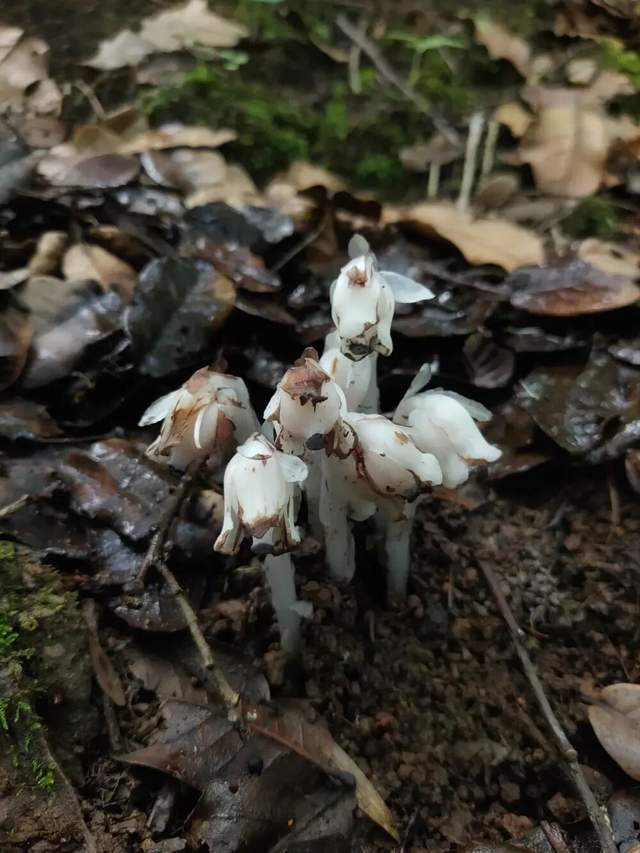 “幽冥之花”现身！一碰就变黑，冰清玉洁却靠打劫维生