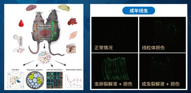 从线虫发现抗衰老新机制