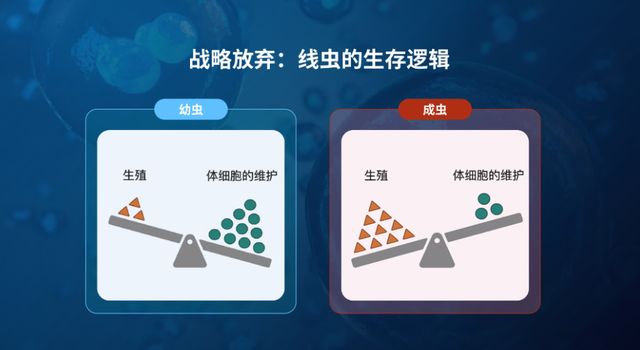 从线虫发现抗衰老新机制