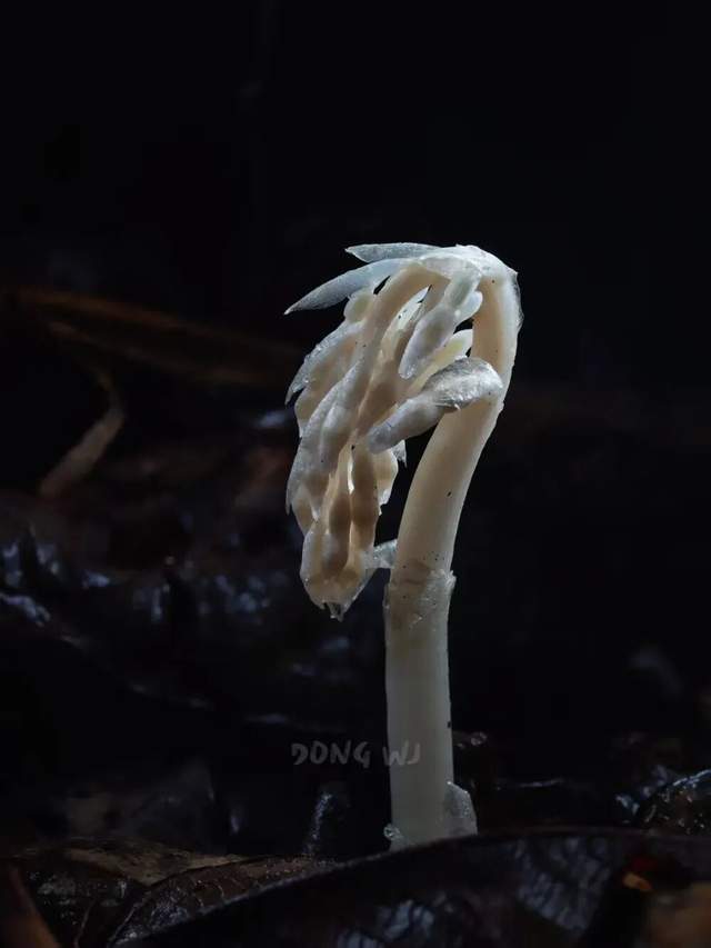 “幽冥之花”现身！一碰就变黑，冰清玉洁却靠打劫维生