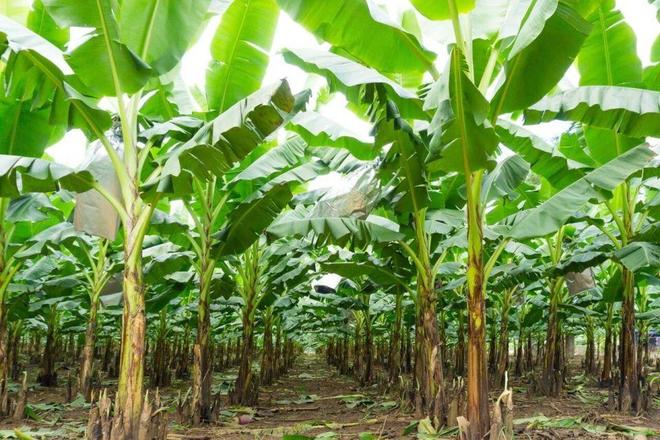 为什么精品超市难见国产香蕉？