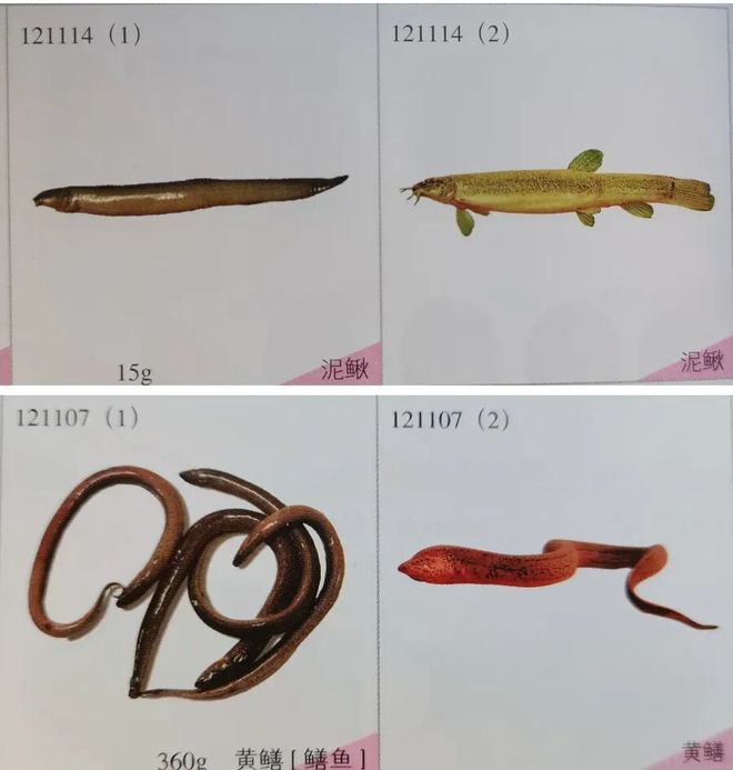 钙含量超牛奶3倍！这条“土味”小鱼营养惊人