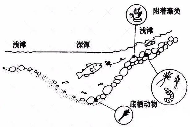 淡水鱼误入大海后能存活吗？真相揭秘