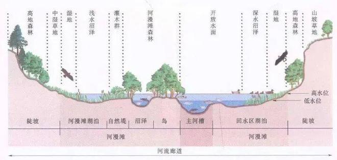 淡水鱼误入大海后能存活吗？真相揭秘