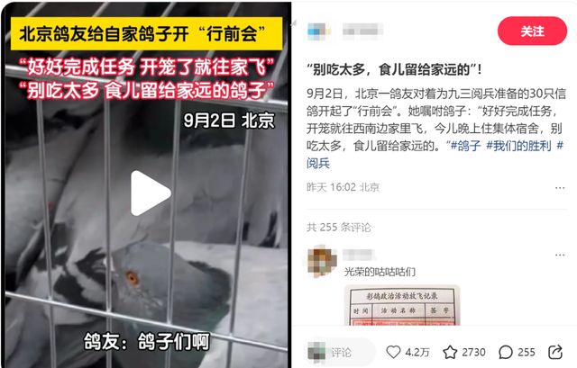 网友急问：9.3阅兵和平鸽迷路怎么办？
