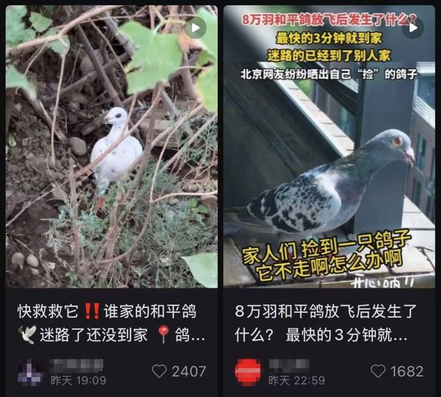 网友急问：9.3阅兵和平鸽迷路怎么办？