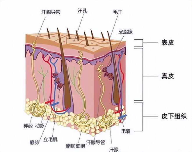 洗完头后自然风干还是吹干好？真相让你意想不到！