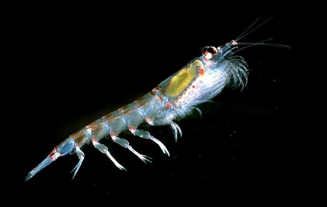 同为极地“虾兵”，为何我们常吃北极甜虾，少见南极磷虾？