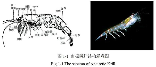 同为极地“虾兵”，为何我们常吃北极甜虾，少见南极磷虾？