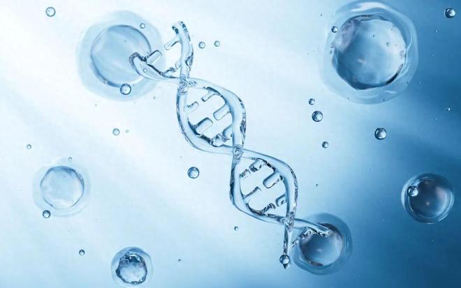 基因“快进键”揭示人类更聪明之谜