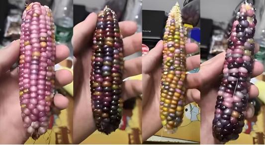 “僵尸玉米”真相曝光！这些知识你必须了解