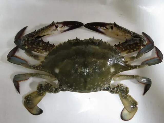 沿海人吃怕了？梭子蟹泛滥成“烦恼”