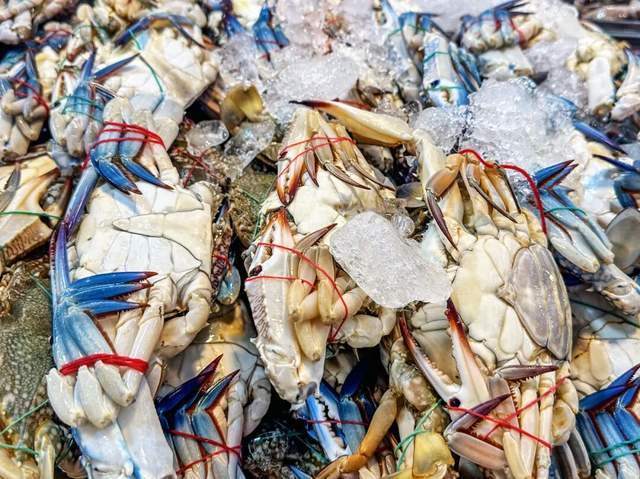 沿海人吃怕了？梭子蟹泛滥成“烦恼”