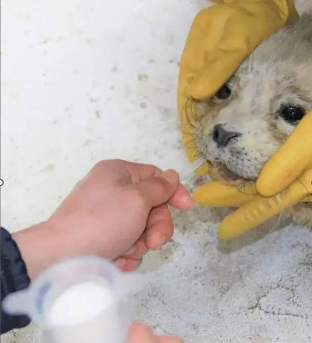 救助斑海豹！“海上大熊猫”回家路