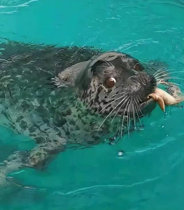 救助斑海豹！“海上大熊猫”回家路