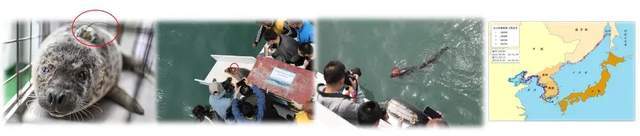 救助斑海豹！“海上大熊猫”回家路