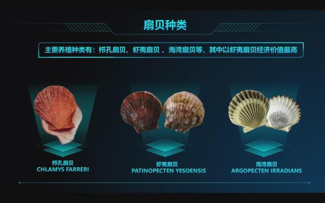 鲍鱼为何从名贵变“白菜价”？