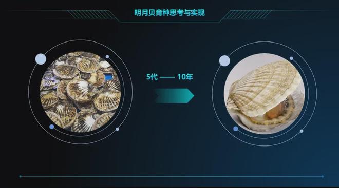 鲍鱼为何从名贵变“白菜价”？