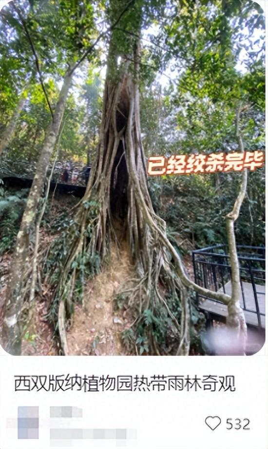 南方常见树种竟成“隐形杀手”？