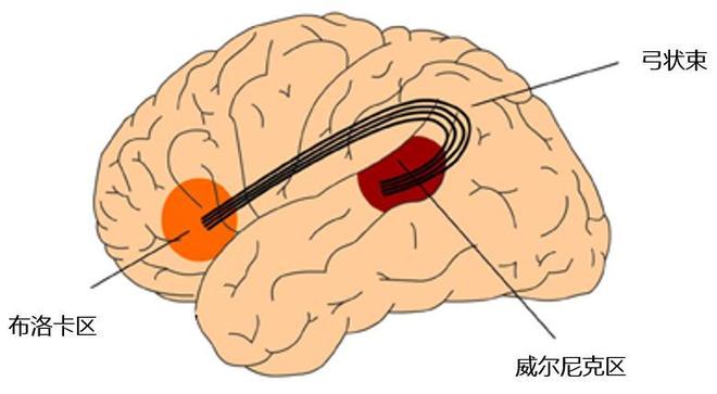 为什么紧张时会口吃？真相揭秘
