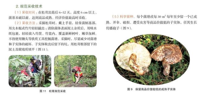 为什么强烈建议不要体验采蘑菇？