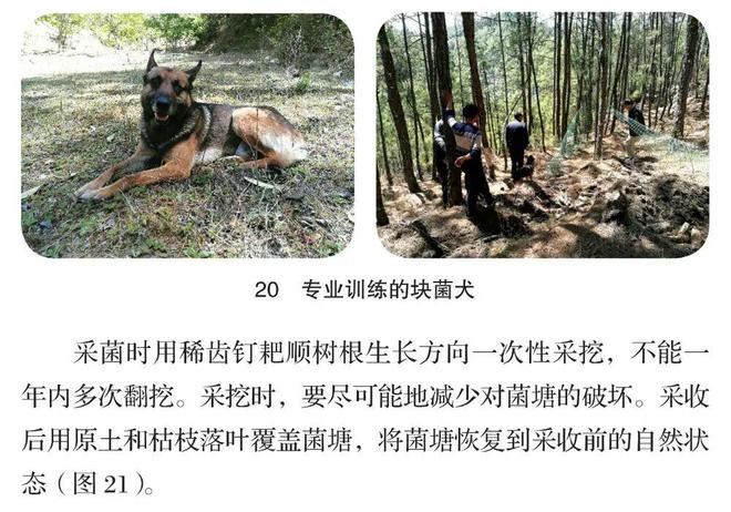为什么强烈建议不要体验采蘑菇？