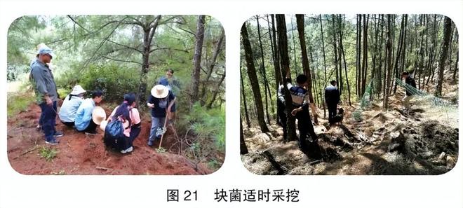 为什么强烈建议不要体验采蘑菇？