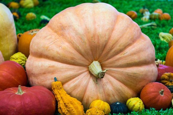 贝贝南瓜成主食新宠，健康新选择