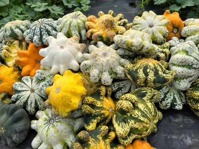 贝贝南瓜成主食新宠，健康新选择