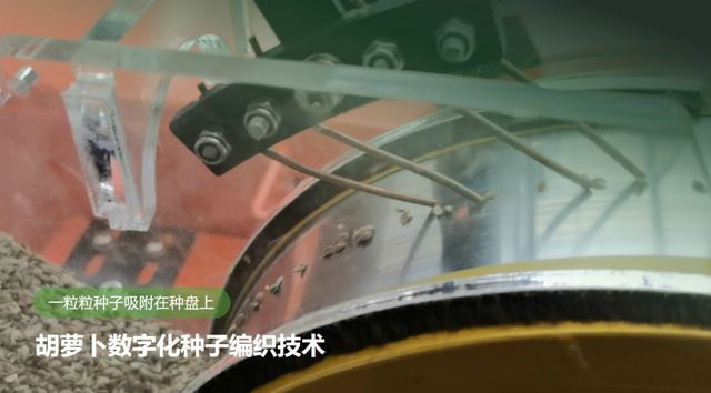 机器人种菜成真！胡萝卜的无人化生长奇迹