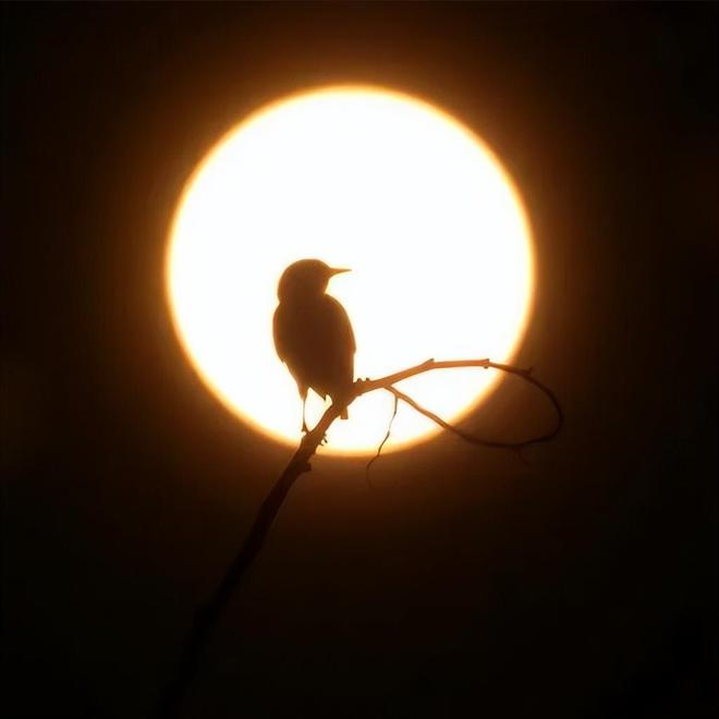 日全食4分钟，百万鸟群集体“断片”