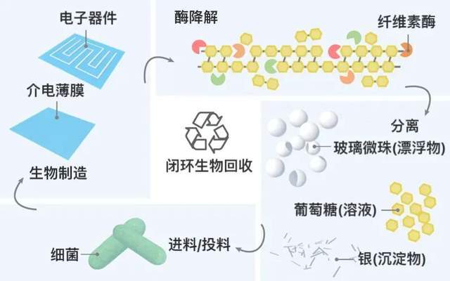 细菌“织”出绿色电子，中国科学家突破